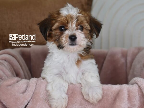 Havapoo-Dog-Female-Red & White-5820-Petland Independence & Lee's Summit, MO