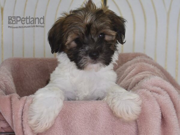 Havapoo-Dog-Female--923-Petland Independence, Missouri