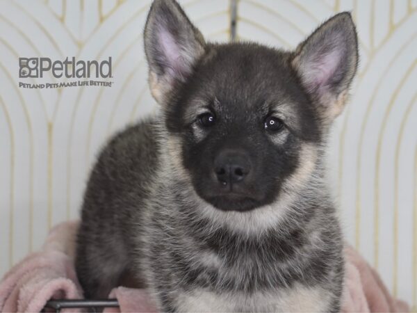 Norwegian Elkhound-Dog-Male-Black & Silver-916-Petland Independence, Missouri