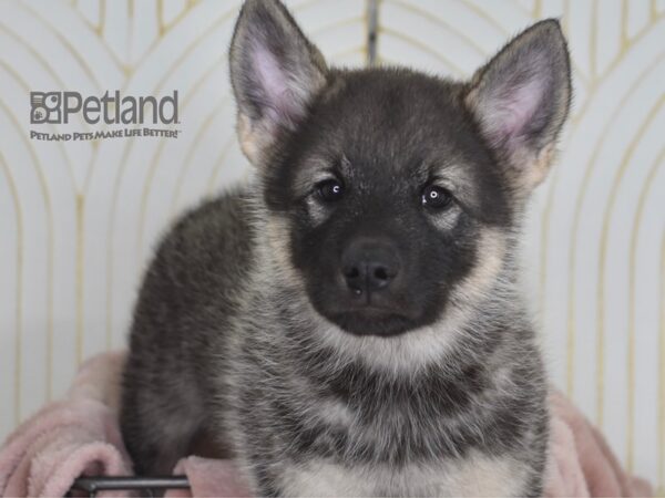 Norwegian Elkhound-Dog-Male-Black & Silver-916-Petland Independence & Lee's Summit, MO