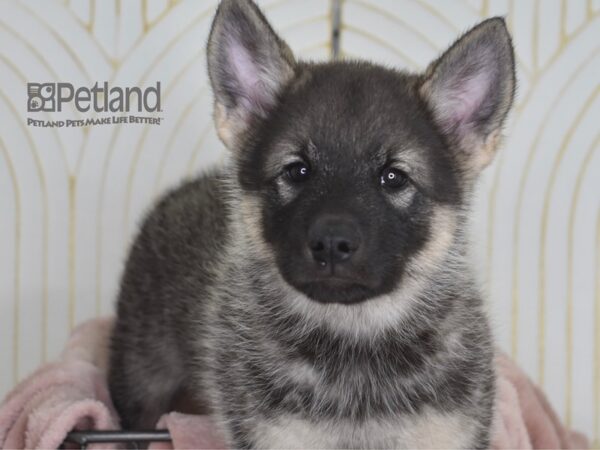 Norwegian Elkhound Dog Male Black & Silver 916 Petland Independence, Missouri