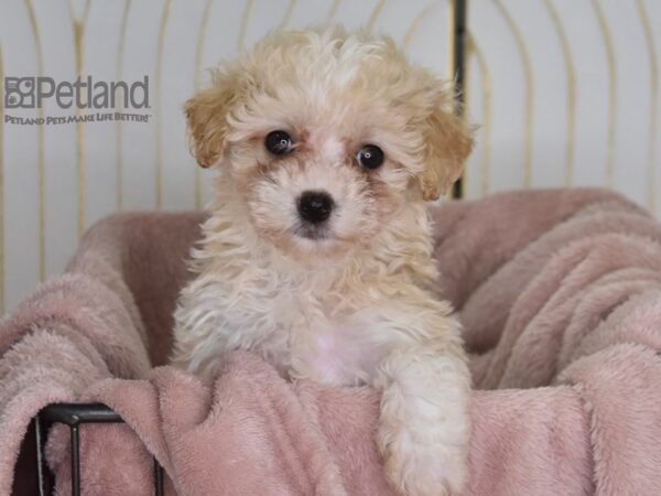 [#925] Female Maltipoo Puppies For Sale