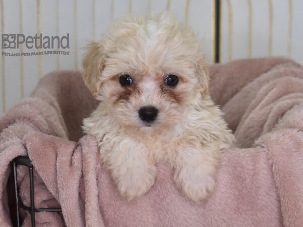 Maltipoo Dog Male 926 Petland Independence, Missouri