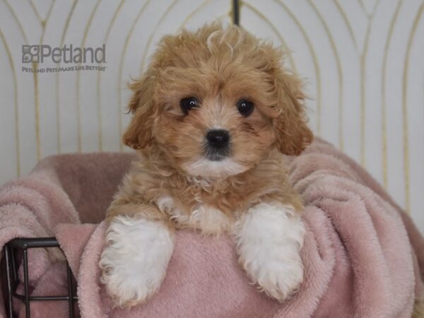 Pekeapoo-Dog-Male-Apricot-922-Petland Independence & Lee's Summit, MO