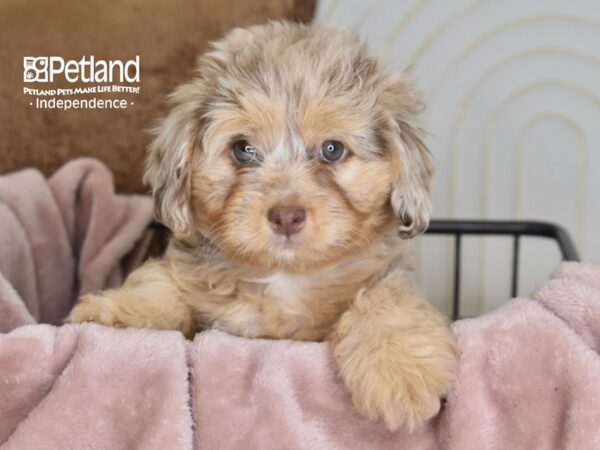 [#5836] Chocolate Merle Female Miniature Bernedoodle 2nd Gen Puppies For Sale