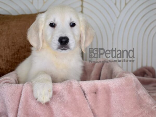 Golden Retriever Dog Female Light Golden 941 Petland Independence, Missouri