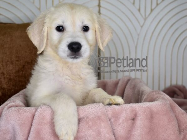 Golden Retriever Dog Male Light Golden 939 Petland Independence, Missouri