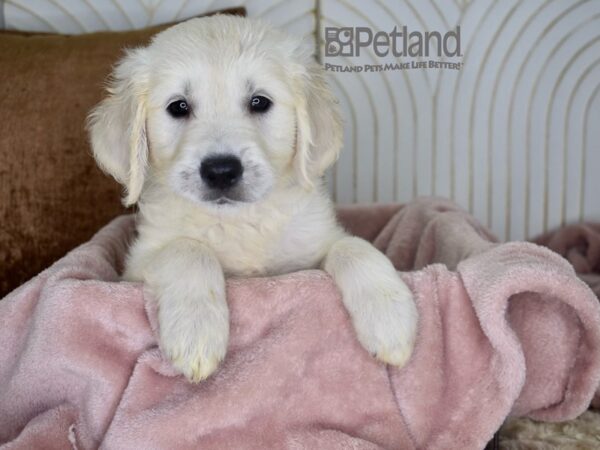 Golden Retriever-Dog-Female-Light Golden-940-Petland Independence & Lee's Summit, MO
