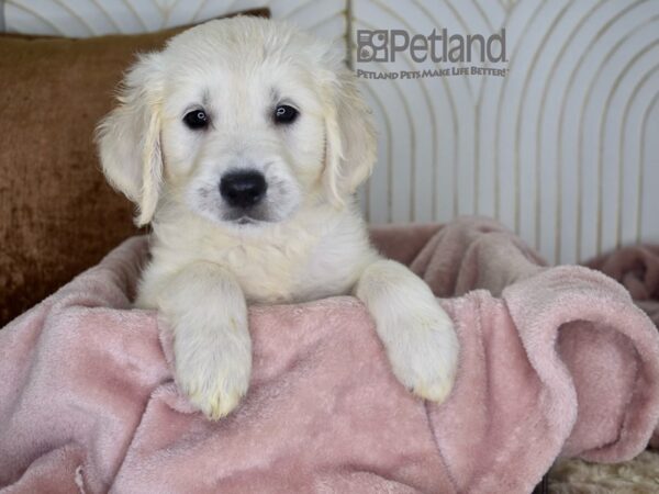 Golden Retriever Dog Female Light Golden 940 Petland Independence, Missouri