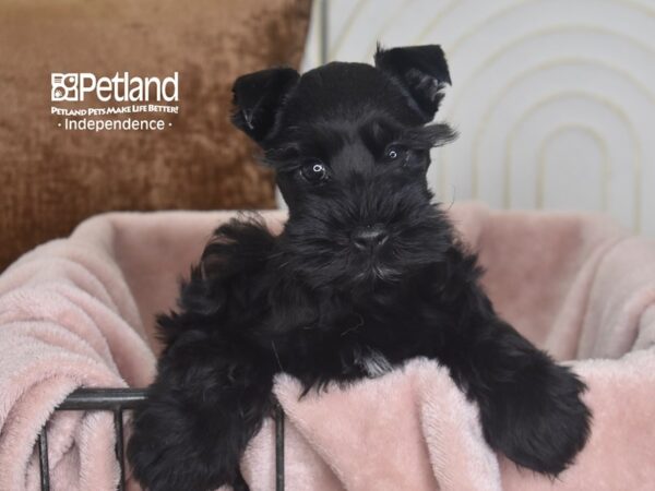 Miniature Schnauzer Dog Female Black 5846 Petland Independence, Missouri