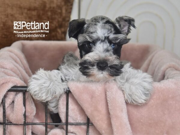 [#5844] Blue Merle Male Miniature Schnauzer Puppies For Sale