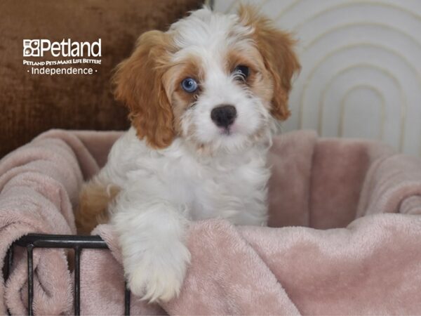 [#5843] Tan & White Female Cavapoo Puppies For Sale