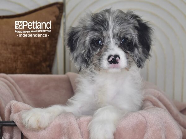 [#5842] Blue Merle Male Cavapoo Puppies For Sale