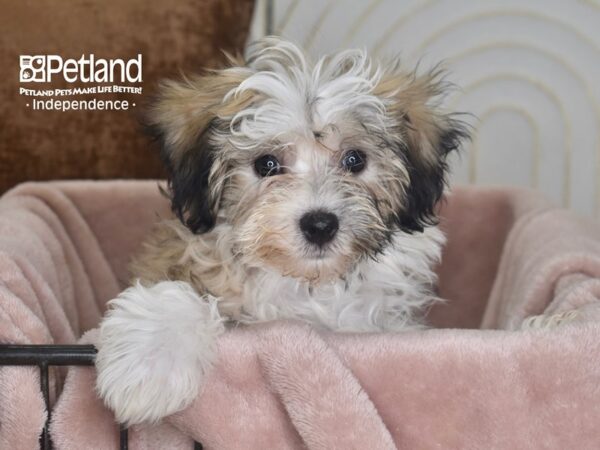 Maltipoo-Dog-Male-Brown & White-5841-Petland Independence & Lee's Summit, MO