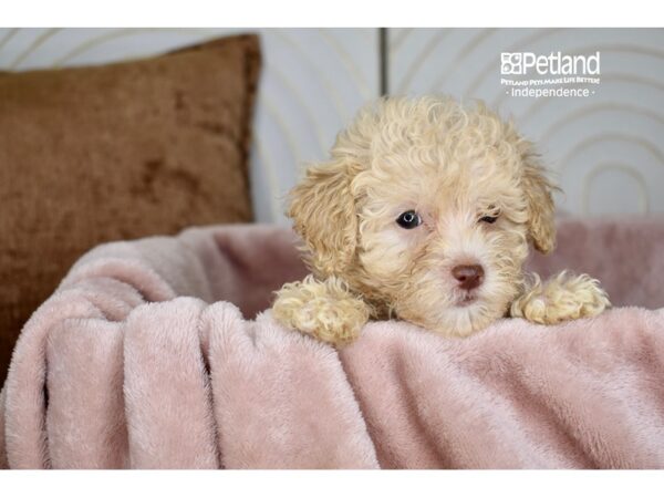 [#5849] Apricot Female Maltipoo Puppies For Sale