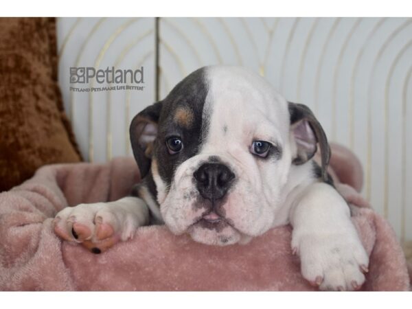 English Bulldog Dog Male Blue Tri 942 Petland Independence, Missouri