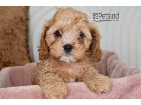 Cavapoo Dog Male Tan 944 Petland Independence, Missouri