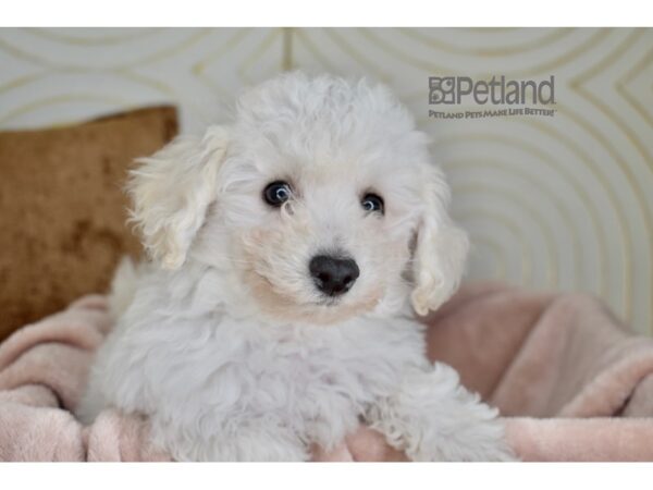 [#951] White Female Bichon Frise Puppies For Sale