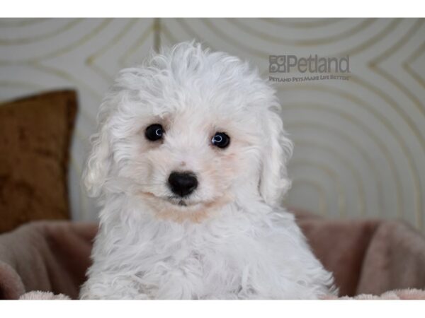 [#950] White Male Bichon Frise Puppies For Sale