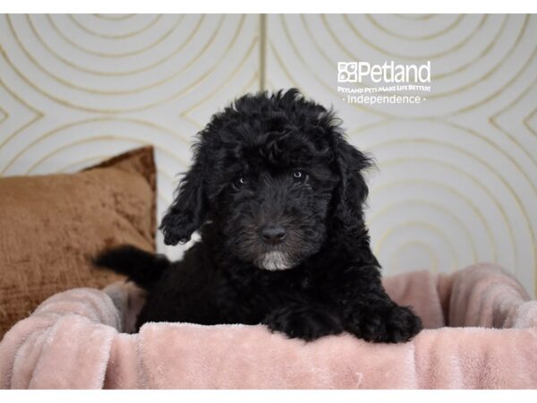 Miniature Goldendoodle 2nd Gen Dog Male Black 5855 Petland Independence, Missouri