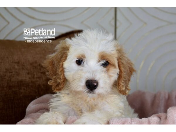 Miniature Bernedoodle 2nd Gen-Dog-Female-Apricot-5863-Petland Independence & Lee's Summit, MO
