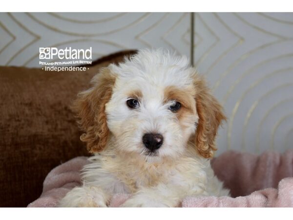 Miniature Bernedoodle 2nd Gen Dog Female Apricot 5863 Petland Independence, Missouri