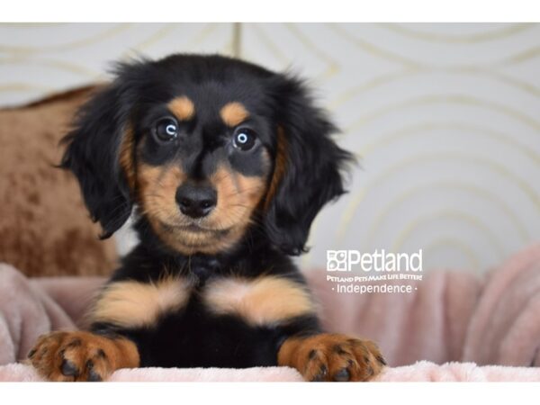 [#5853] Black & Tan, Long Haired Male Dachshund Puppies For Sale