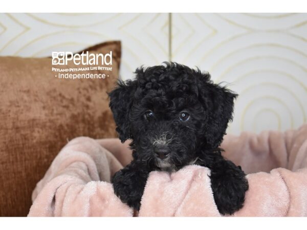 [#5862] Black Female Miniature Bernedoodle 2nd Gen Puppies For Sale