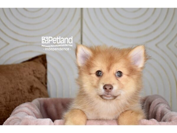 [#5865] Red Female Pomsky Puppies For Sale