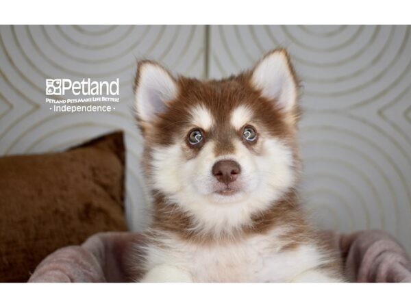 [#5867] Chocolate & Tan Male Pomsky Puppies For Sale