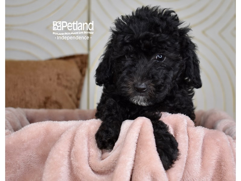 Miniature Goldendoodle 2nd Gen - 5857 Image #1