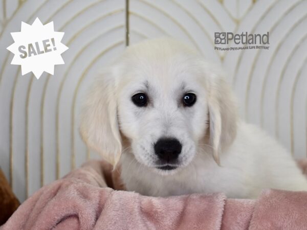 Golden Retriever Dog Male Golden 908 Petland Independence, Missouri