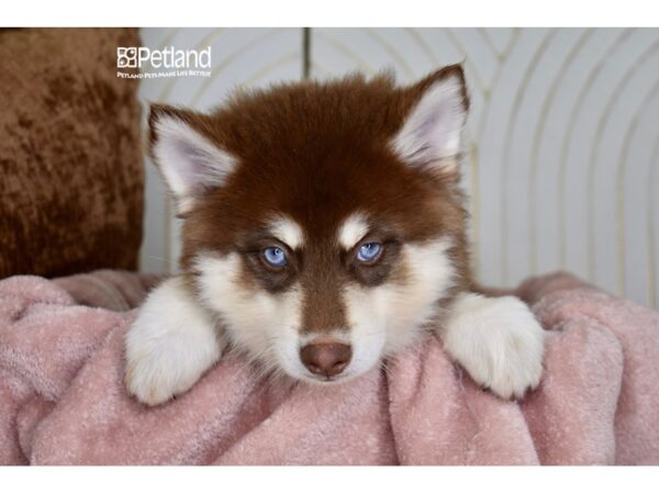 [#966] Chocolate & Tan Male Pomsky Puppies For Sale