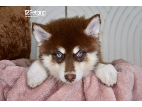 [#966] Chocolate & Tan Male Pomsky Puppies For Sale