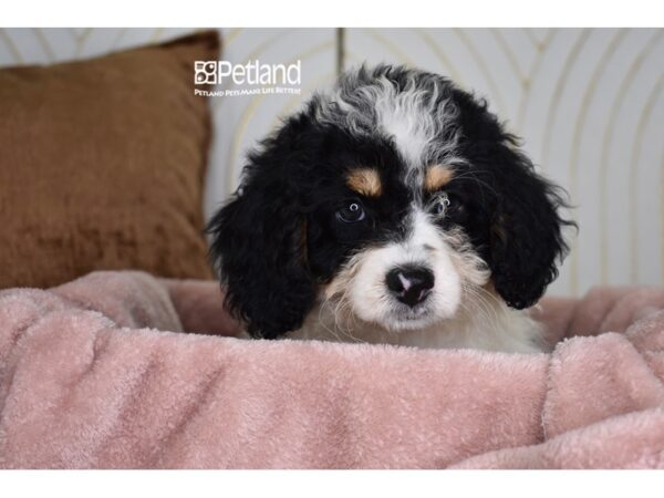 Miniature Bernedoodle 2nd Gen Dog Male Tri 963 Petland Independence, Missouri