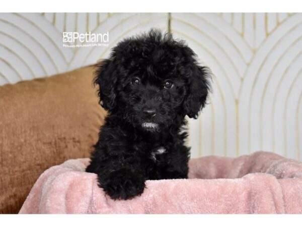 [#960] Black Female Miniature Goldendoodle 2nd Gen Puppies For Sale