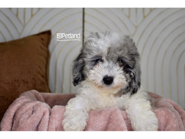 [#958] Blue Merle Parti Female Miniature Goldendoodle 2nd Gen Puppies For Sale