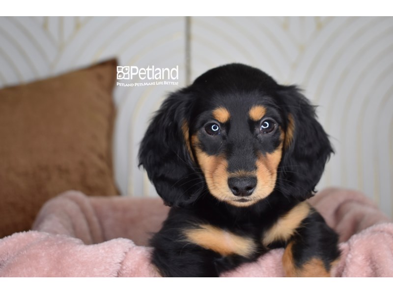 Dachshund - 955 Image #1