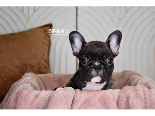 French Bulldog Dog Male Brindle 971 Petland Independence, Missouri