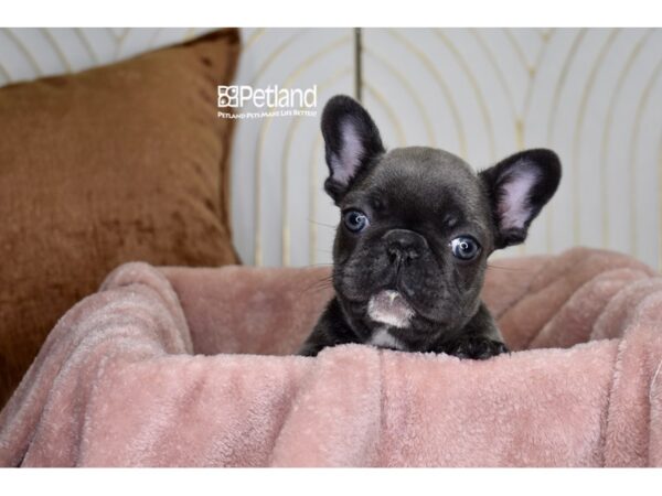 French Bulldog-Dog-Male-Blue Brindle-970-Petland Independence & Lee's Summit, MO