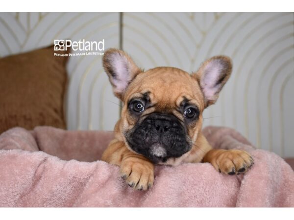 [#969] Red Male French Bulldog Puppies For Sale