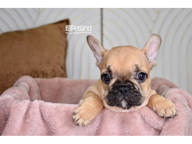 French Bulldog - 968 Image #1