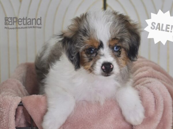 [#911] Blue Merle Parti Female Miniature Aussiedoodle Puppies For Sale