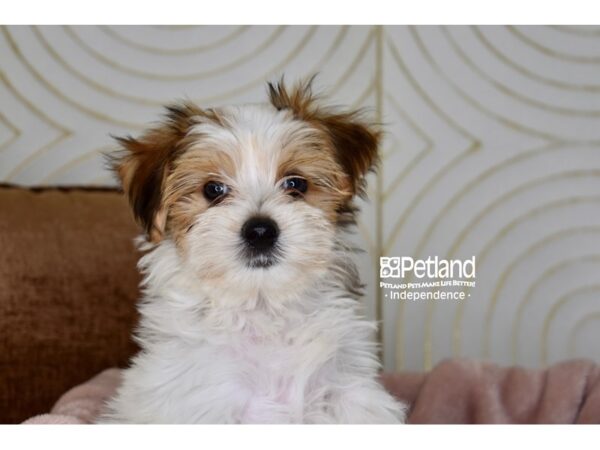 [#5869] Brown & White Male Morkie Puppies For Sale