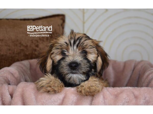 [#5870] Sable Male Morkie Puppies For Sale