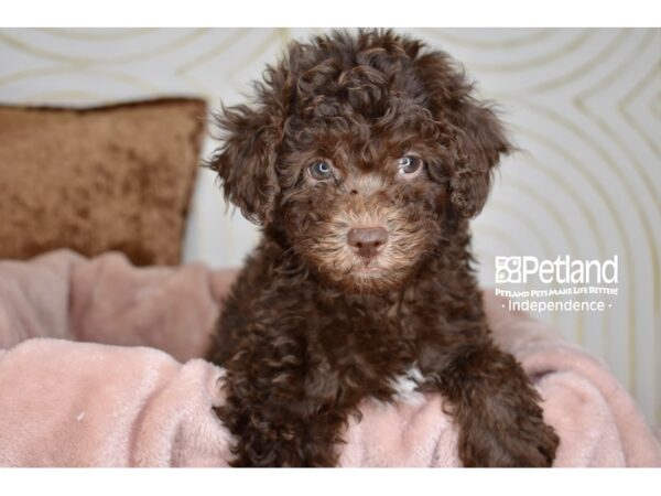 [#5872] Chocolate Male Bichon Poo Puppies For Sale