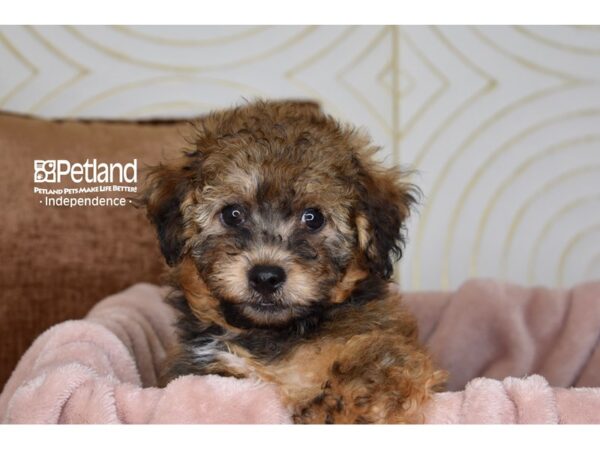 Bichon Poo Dog Male Sable 5873 Petland Independence, Missouri