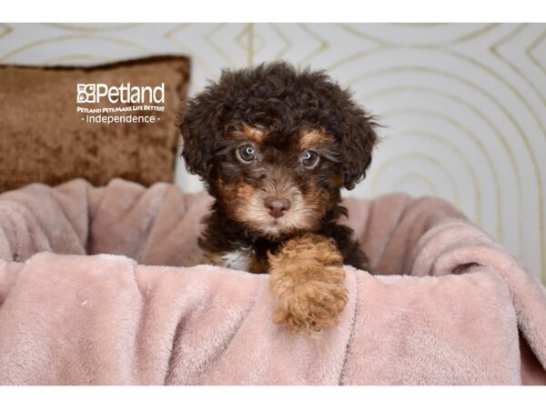 [#5874] Chocolate & Tan Female Bichon Poo Puppies For Sale