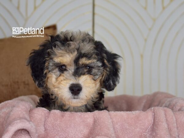 [#959] Blue Merle & Tan Female Miniature Goldendoodle 2nd Gen Puppies For Sale
