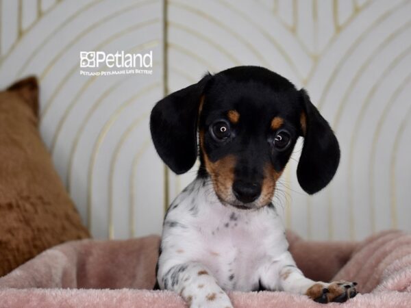 [#975] Black & Tan Piebald Female Dachshund Puppies For Sale